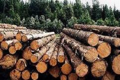 Вологодский государственный университет проводит XV международную научно-техническую конференцию «Актуальные проблемы развития лесного комплекса»